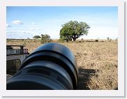 13SerengetiPMGameDrive - 04 * This tree holds a prize, a resting Leopard. Time for the big lens.